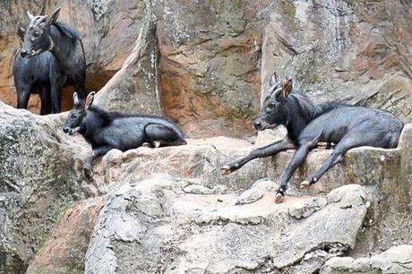 Serow: Eaten to the Brink of Extinction
