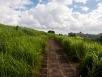 Path surrounded by green elephant grass