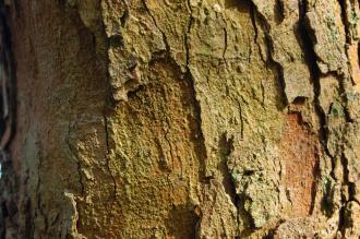 Pistacia chinensis Bark (30/11/2014, Kew Gardens, London)