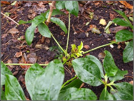 Hellebores - some signs of growth