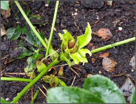 Hellebores - some signs of growth