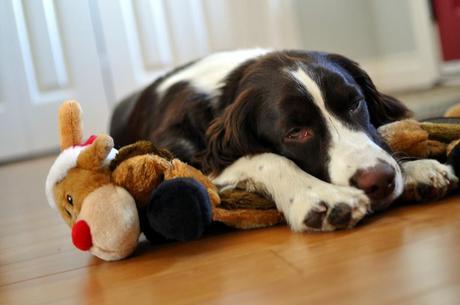 Holiday dog toys: Top 5 Christmas gifts for your dog