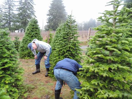 The Hunt for a Perfect Christmas Tree