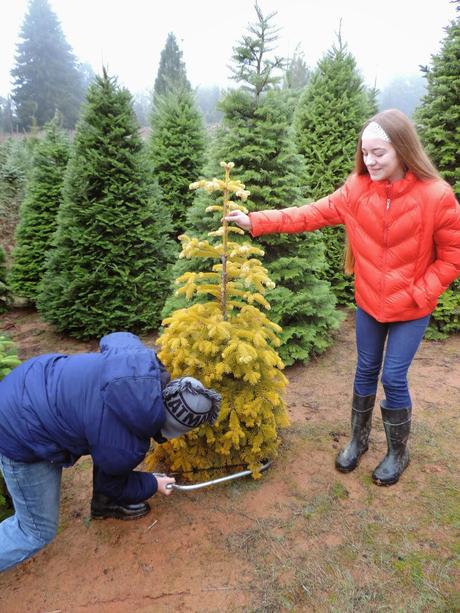 The Hunt for a Perfect Christmas Tree