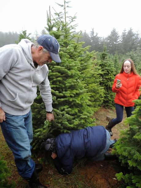 The Hunt for a Perfect Christmas Tree