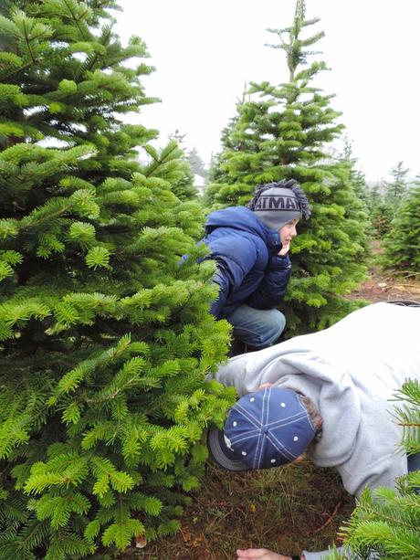 The Hunt for a Perfect Christmas Tree