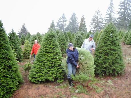 The Hunt for a Perfect Christmas Tree