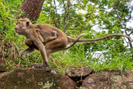 Mother and baby Toque macaque, an endemic monkey species in Sri Lanka! 