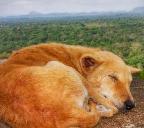 One of the resident dogs of Sigiyra in Sri Lanka.