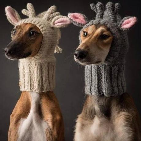 Top 10 Pictures of Dogs in Reindeer Costumes