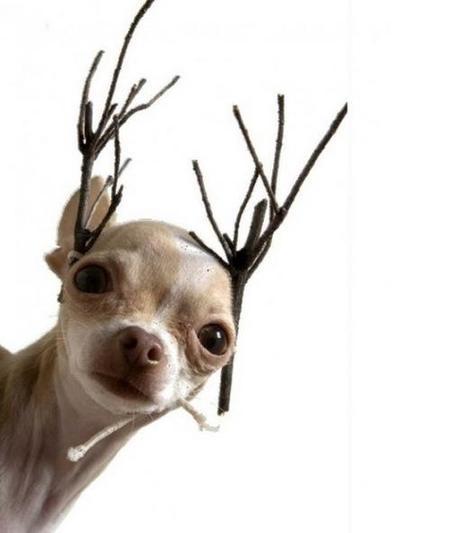 Top 10 Pictures of Dogs in Reindeer Costumes
