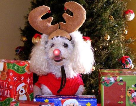 Image result for funny dogs in reindeer costumes