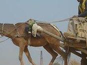 Research Could Help Welfare Working Animals