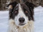 Photos: Snow Loving Dogs Enjoy Winter Weather