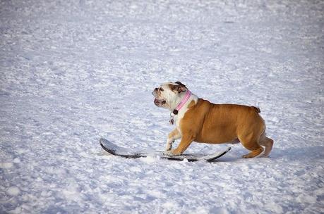 Photos: Snow loving dogs enjoy winter weather