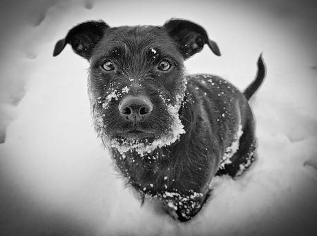 Photos: Snow loving dogs enjoy winter weather