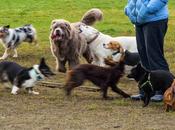 Mixed Breeds Pets Best List Dogs 2014