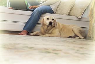 Remove Deep Pet Stains on Carpet _Perth Carpet Master