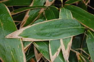 Sasa palmata Leaf (30/11/2014, Kew Gardens, London)