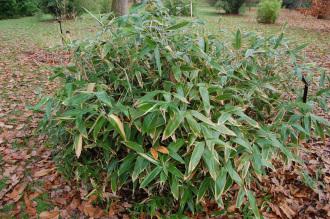 Sasa palmata (30/11/2014, Kew Gardens, London)