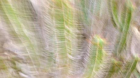 Cactus Hairs © lynette sheppard