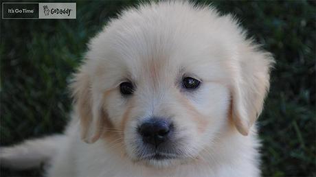 godaddy-dog-hed-2014