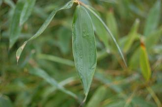 Phyllostachys nuda Leaf (30/11/14, Kew Gardens, London)