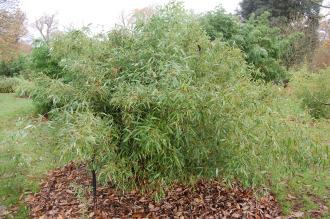 Phyllostachys nuda (30/11/14, Kew Gardens, London)