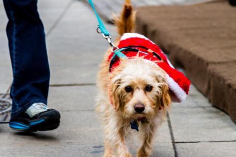 Christmas Markets in Berlin Nelson_Carvalheiro_Berlin_Christmas_Australia_7