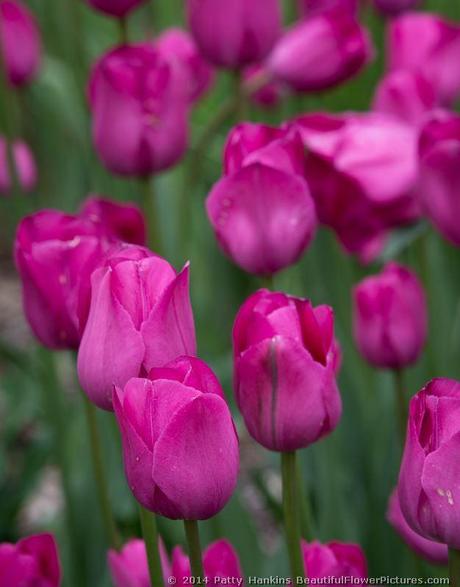 Cosmopolitan Tulips