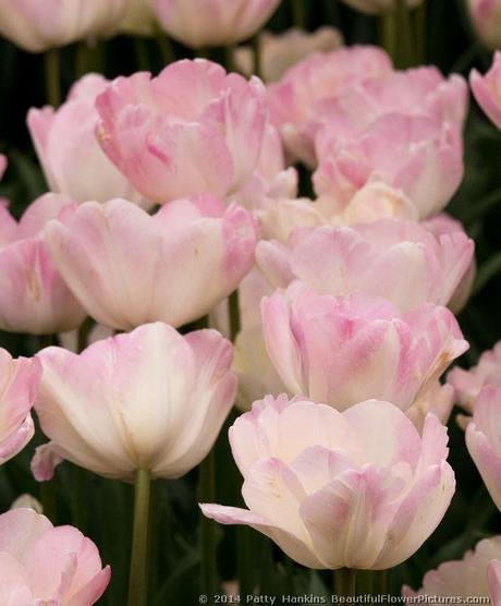 Creme Upstar Tulips