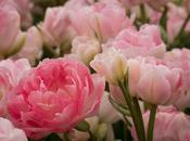 Some Wonderful Pink Tulips