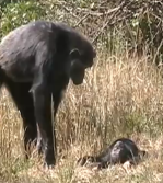 Chimpanzee grief? An adult stands over a recently deceased child 