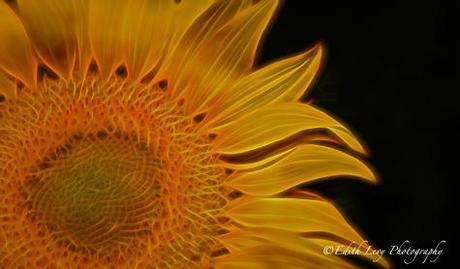 Topaz Glow, Topaz Labs, sunflower, flower
