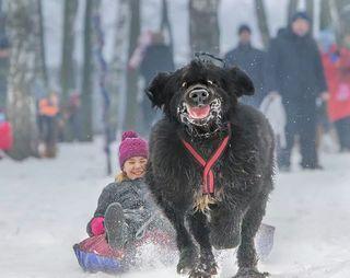 Funny-dog-pulling-kid-on-sled