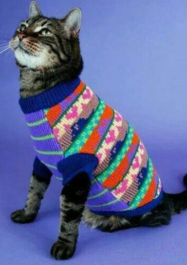 Top 10 Cats Wearing Christmas Jumpers