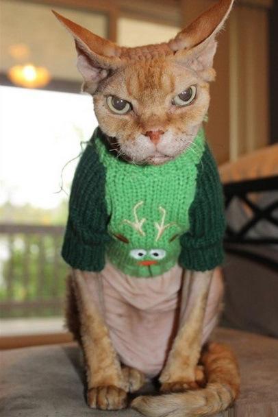 Top 10 Cats Wearing Christmas Jumpers