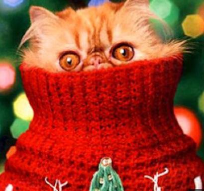 Top 10 Cats Wearing Christmas Jumpers