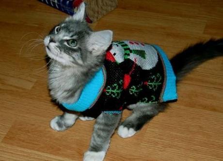 Top 10 Cats Wearing Christmas Jumpers