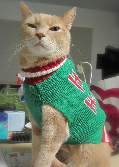 Top 10 Cats Wearing Christmas Jumpers