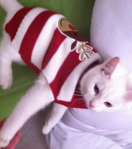 Top 10 Cats Wearing Christmas Jumpers