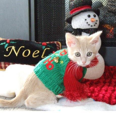 Top 10 Cats Wearing Christmas Jumpers