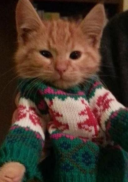 Top 10 Cats Wearing Christmas Jumpers