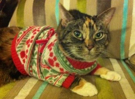 Top 10 Cats Wearing Christmas Jumpers