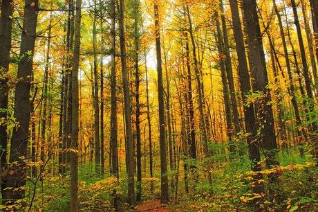 Coniferous Forest