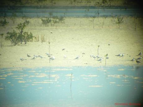 Olango Island Wildlife Sanctuary