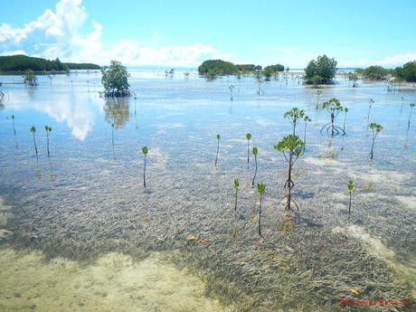 Olango Island Wildlife Sanctuary