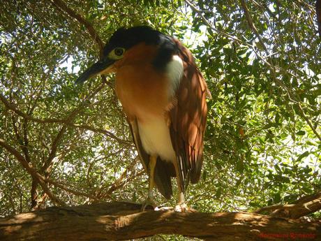 Olango Island Wildlife Sanctuary