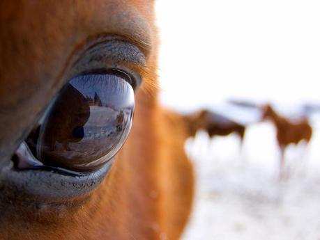 December 14: Day of the Horse promotes ethical treatment of horses