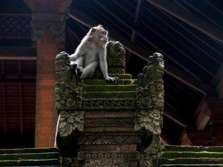 A monkey sitting on a stone throne